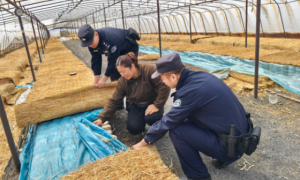 警务融入产业 平安赋能增收  冰城公安为特色种植保驾护航